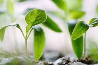 Equilíbrio ecológico, natureza e protecção ambiental