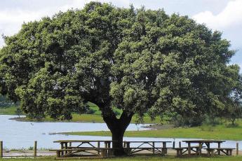 O ambiente, a Floresta, o Sobreiro, a Cortiça